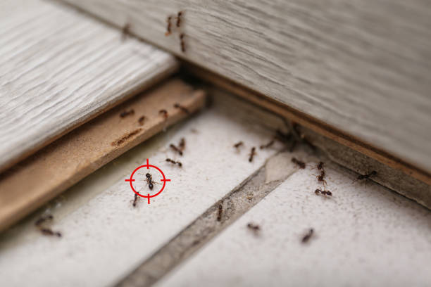 Best Insect Control  in Fort Bragg, CA