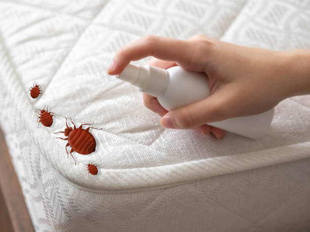 Trusted Fort Bragg, CA Pest Control Experts