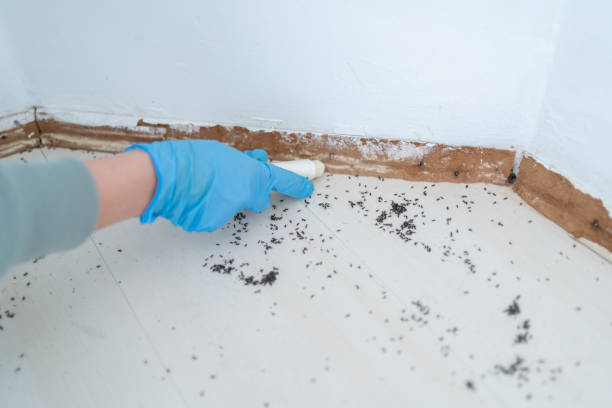 Best Affordable Pest Control Services  in Fort Bragg, CA